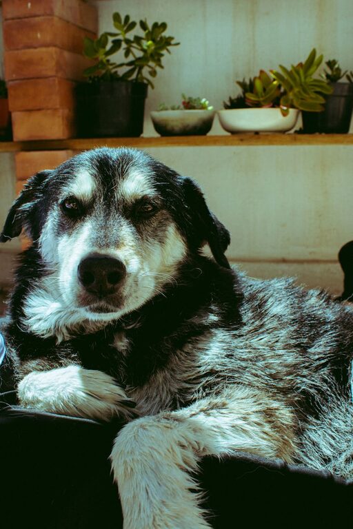 How to Set Up a Cozy Pet‑Friendly Home Corner